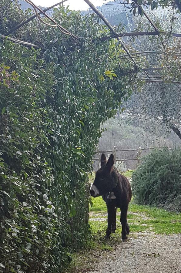 Agriturismo Il Pillone Montecatini Terme Buitenkant foto